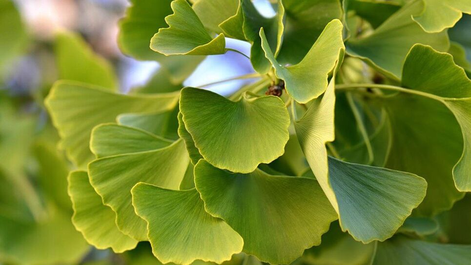 Ginkgo Biloba at Insunol