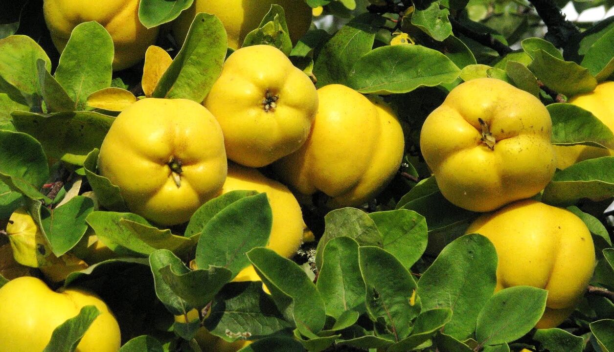 Marmel leaves are used in diabetes folk therapy
